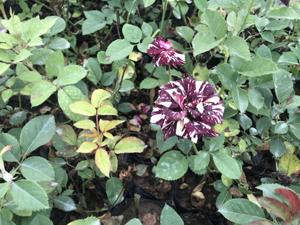 沭陽歐月基地照片 沭陽歐月基地照片