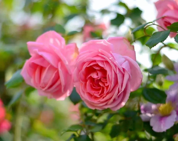 迷你伊甸園 迷你伊甸園