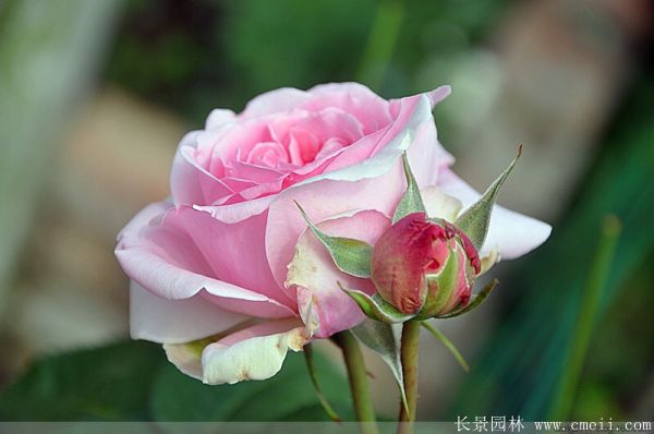 娜荷馬照片 娜荷馬照片