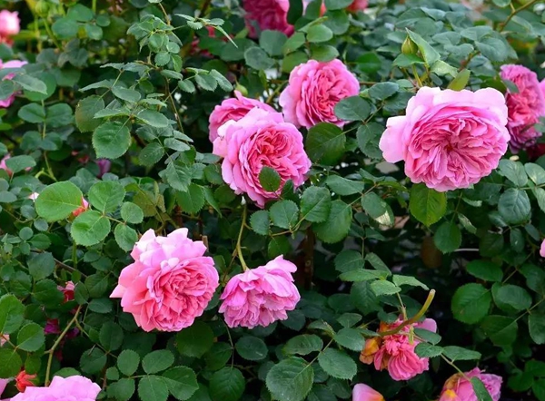 費(fèi)洛倫蒂娜基地圖片 費(fèi)洛倫蒂娜基地圖片