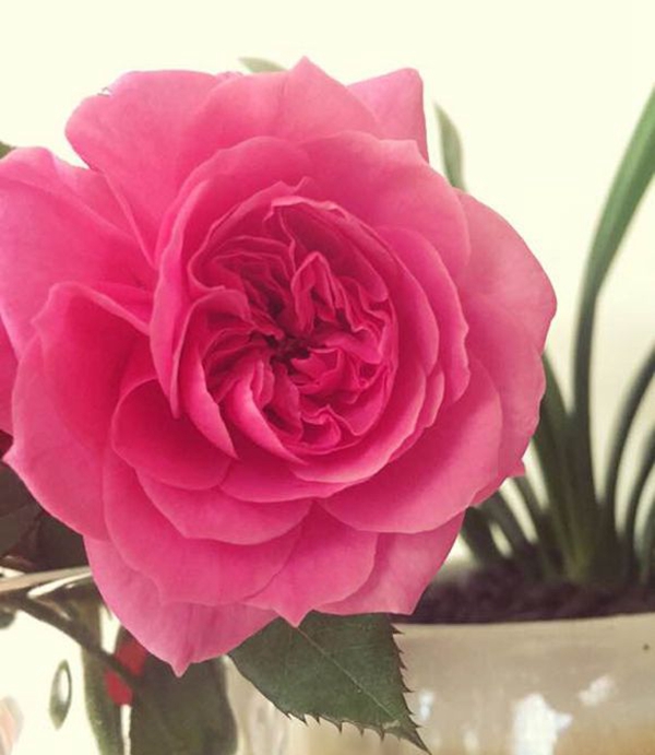 長景園林大U行圖片 長景園林大U行圖片