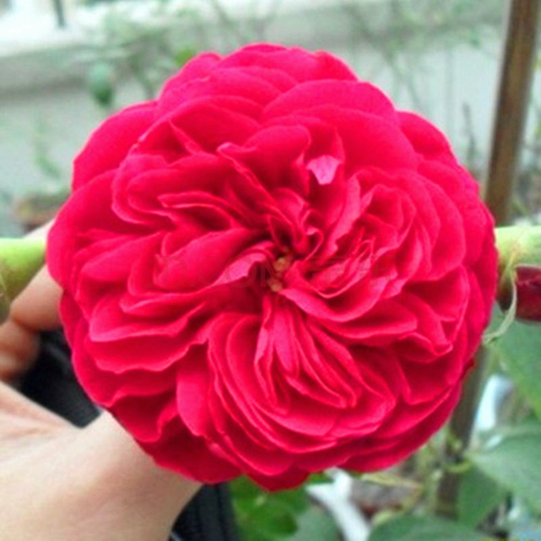 達(dá)芬奇長景園林圖片 達(dá)芬奇長景園林圖片