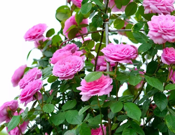 亞歷山德拉公主 亞歷山德拉公主