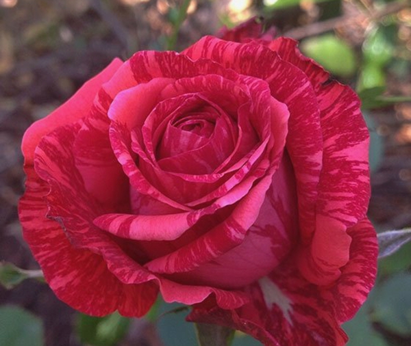 紅色直覺 紅色直覺