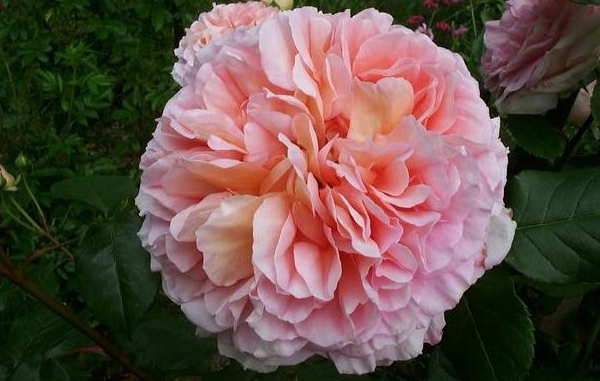 亞伯拉罕達比 亞伯拉罕達比