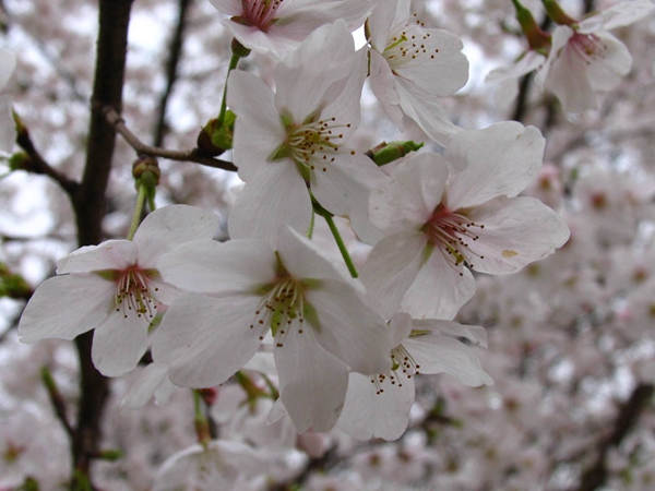 早櫻照片 早櫻照片