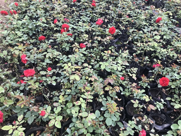 長景園林紅色達芬奇照片