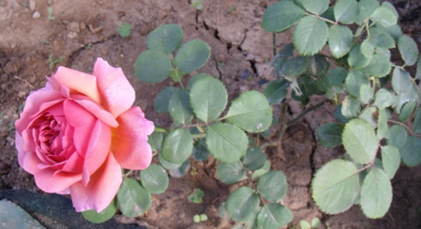 肯特公主 肯特公主