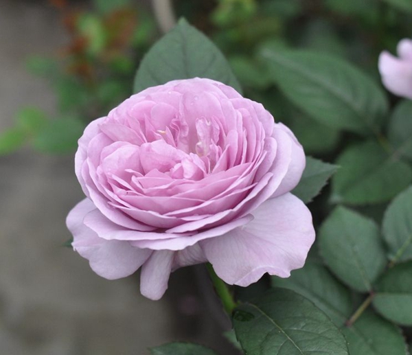 藍色風暴 藍色風暴