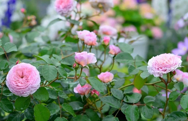 長景園林歐月基地 長景園林歐月基地