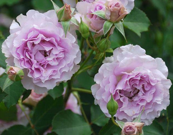 長景園林歐月基地 長景園林歐月基地