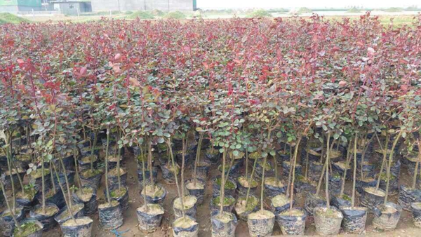 長景園林歐月基地 長景園林歐月基地