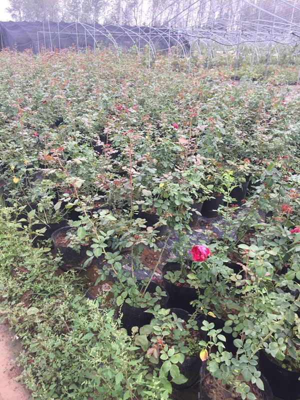 長景園林歐月基地 長景園林歐月基地