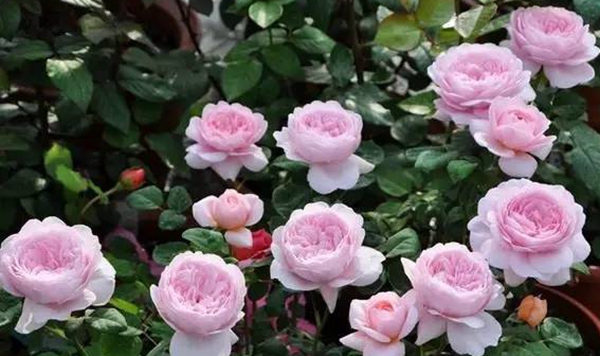 瑞典女王 瑞典女王