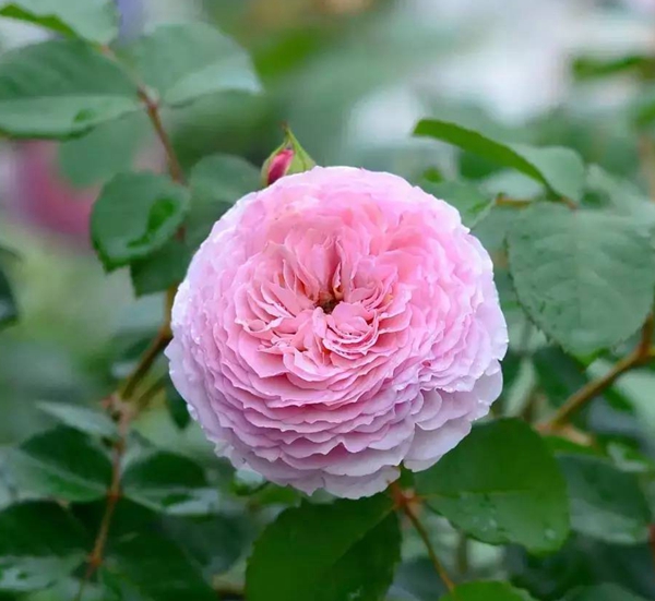 珊瑚黎明 珊瑚黎明