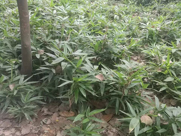 箬竹苗竹子園林植物