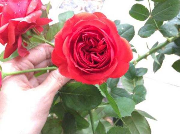 紅蘋(píng)果月季花苗 紅蘋(píng)果月季花苗