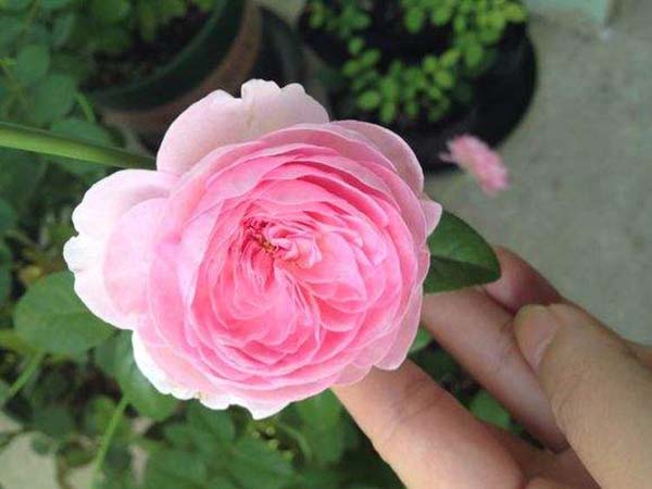 我的心月季花苗 我的心月季花苗