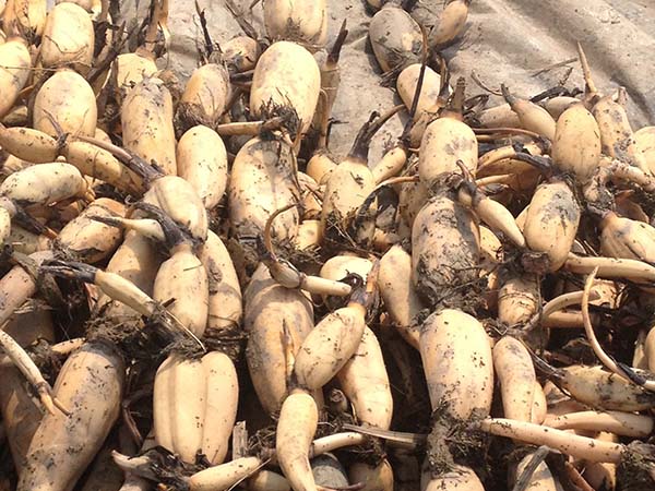 荷花苗種藕蓮藕苗 荷花苗種藕蓮藕苗