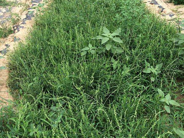 珍珠透骨草種子多少錢一斤,珍珠透骨草種子批發價格