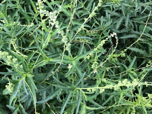 珍珠透骨草種子多少錢一斤,珍珠透骨草種子批發價格