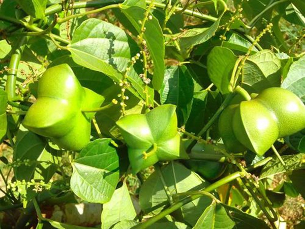 印加果種子多少錢一斤,印加果種子批發價格 印加果種子多少錢一斤,印加果種子批發價格