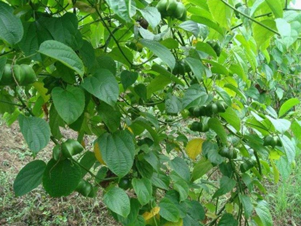 印加果種子多少錢一斤,印加果種子批發價格 印加果種子多少錢一斤,印加果種子批發價格