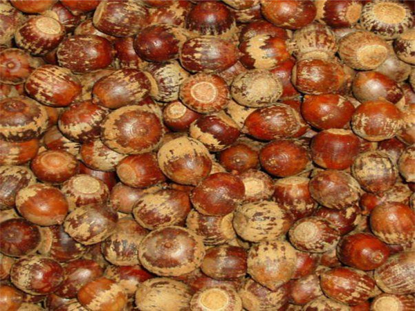 不同品種的圣誕種子 不同品種的圣誕種子