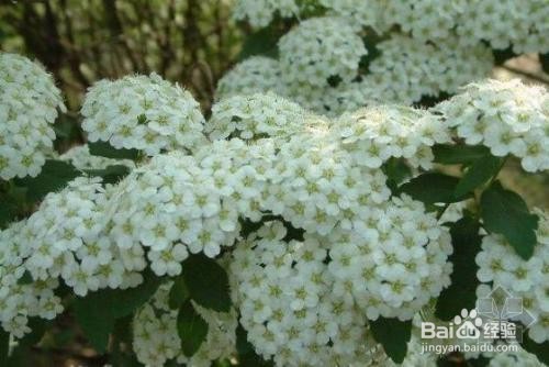 繡線菊怎么養護最合適呢？