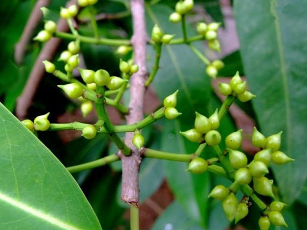 水翁種子 水翁種子