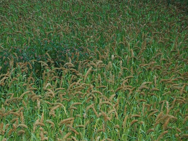 湖南稷子 湖南稷子