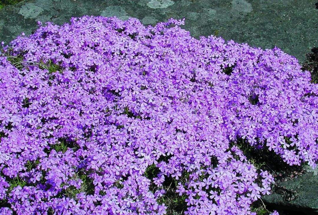 1584449314979955.jpg 1584449314979955.jpg