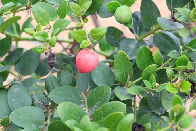 1586262719904510.jpg 1586262719904510.jpg