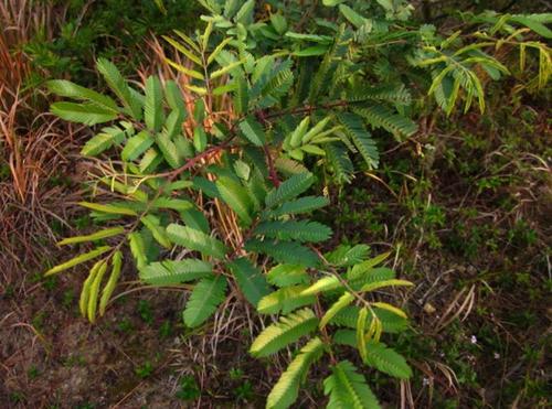 1586263002870997.jpg 1586263002870997.jpg