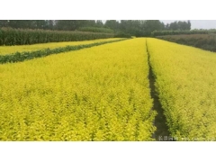 金葉女貞小苗價格哪里便宜？