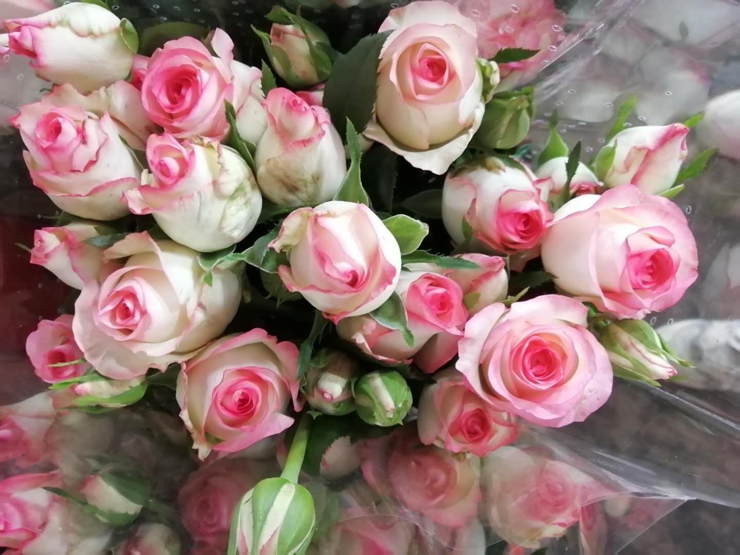 1649046196487682.jpg 1649046196487682.jpg