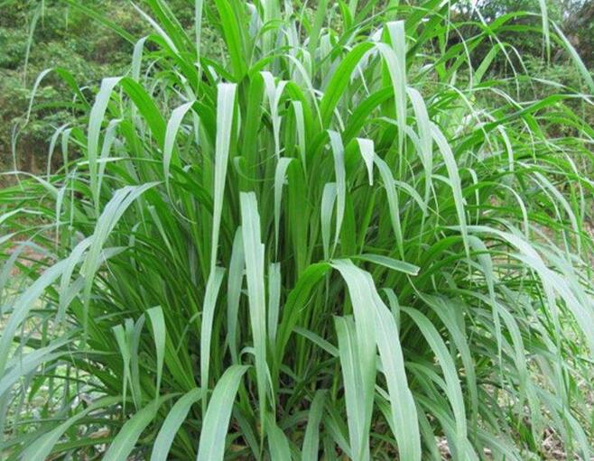 1651545911209648.jpg 1651545911209648.jpg