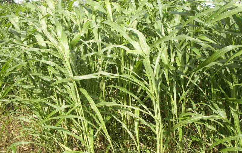 1651546482814226.jpg 1651546482814226.jpg