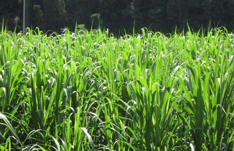 1654495162812833.jpg 1654495162812833.jpg