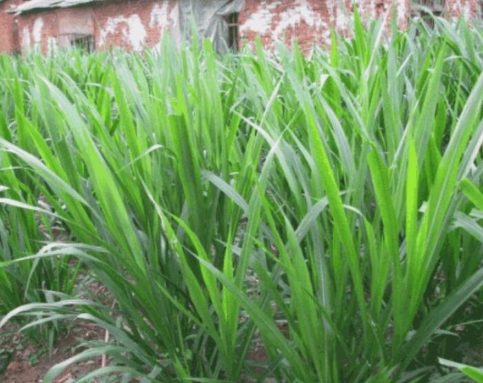 1654497604454091.jpg 1654497604454091.jpg