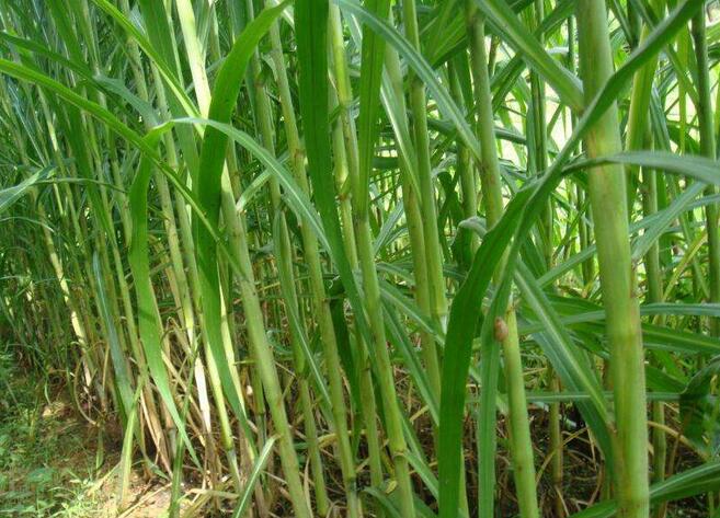 1654497806204797.jpg 1654497806204797.jpg