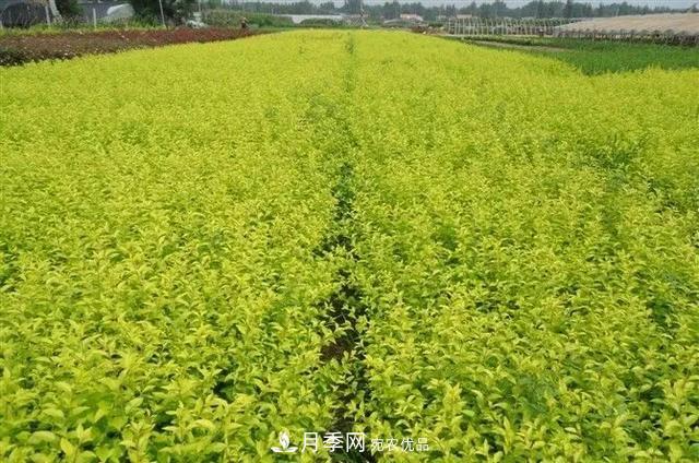 值得收藏！這些全國著名苗木產(chǎn)地你知道幾個？