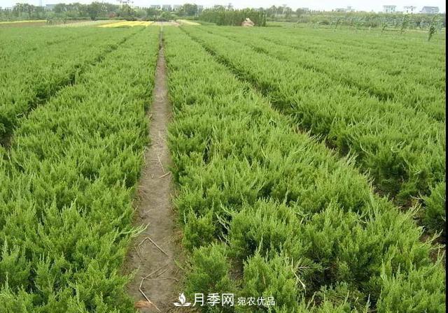 值得收藏！這些全國著名苗木產(chǎn)地你知道幾個？