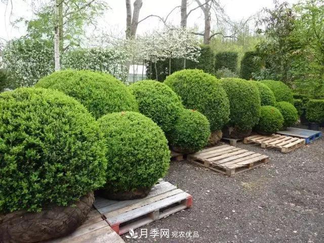 值得收藏！這些全國著名苗木產(chǎn)地你知道幾個？