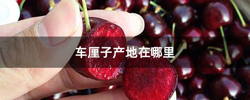 車厘子產地在哪里