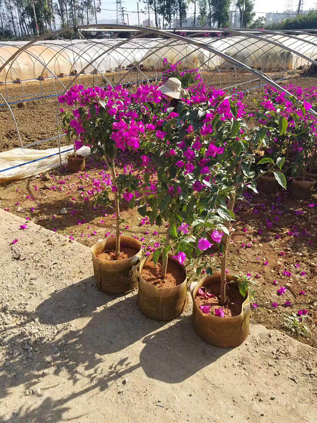 重瓣大紅三角梅