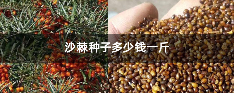 沙棘種子多少錢一斤