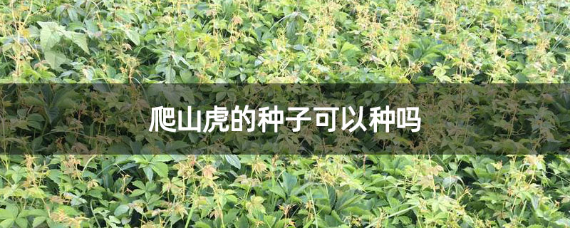 爬山虎的種子可以種嗎