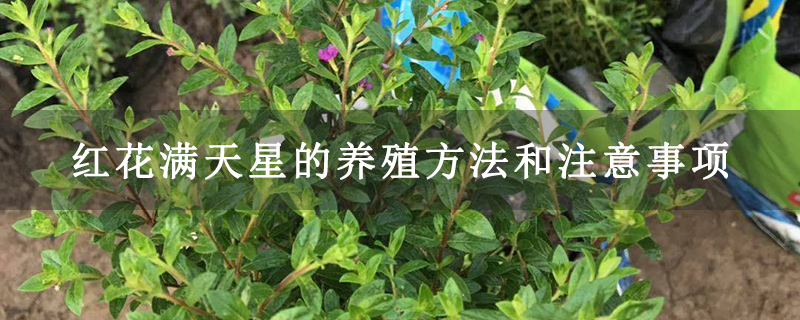 紅花滿天星的養殖方法和注意事項