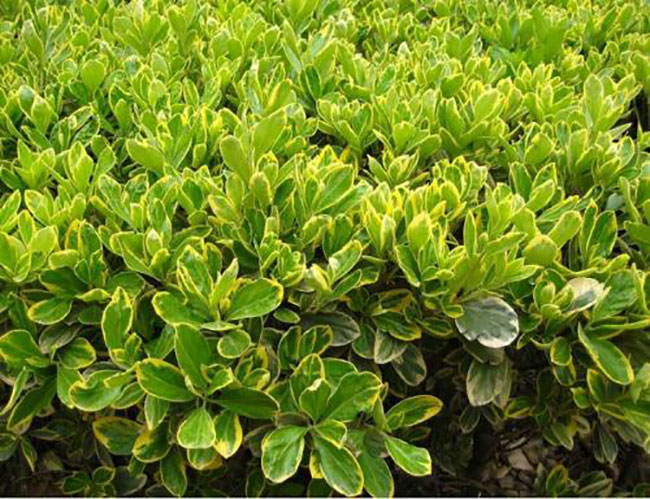 金邊黃楊怎么養?金邊黃楊養殖方法和注意事項